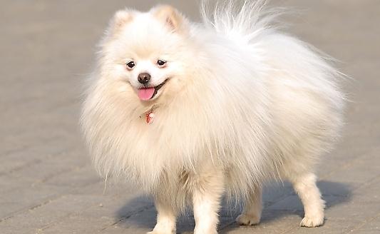 爱斯基摩犬多少钱一条?