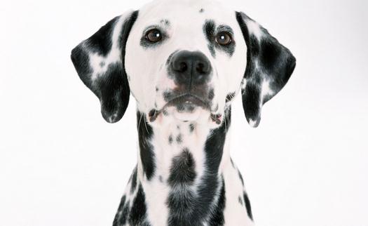 大麦町犬如何喂养?大麦町犬多少钱一条?