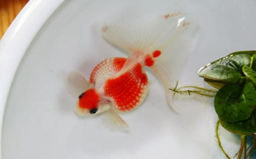 珍珠金鱼怎么养?珍珠金鱼喂食方法