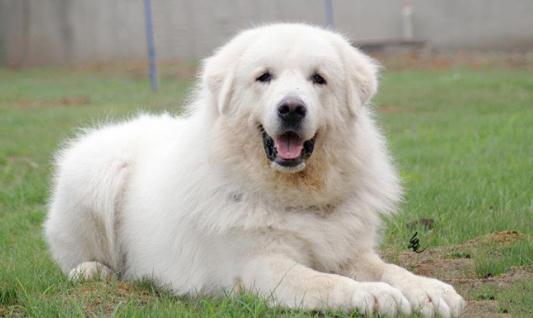 大白熊犬如何喂养?大白熊犬怎样训练?