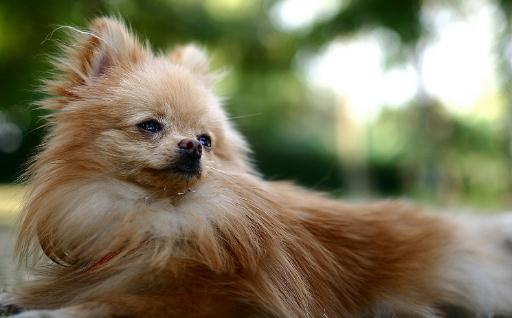 狐狸犬多少钱一条?狐狸犬怎么喂养?