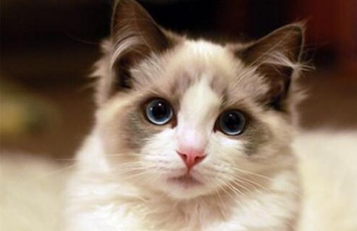 布偶猫多少钱一只?布偶猫怎么养?