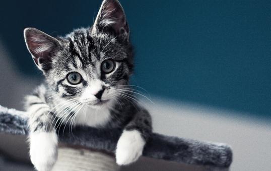 虎斑猫的简介-虎斑猫怎么养?