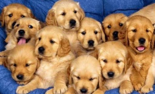 金毛多少钱一条?金毛犬如何喂养?