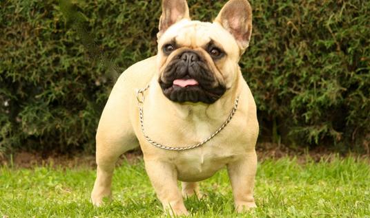 法国斗牛犬怎么养?法国斗牛犬怎么训练?
