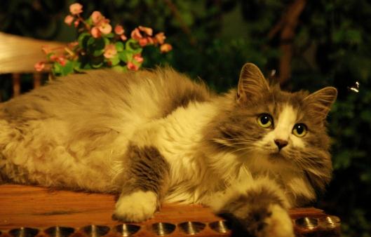 挪威森林猫的简介-挪威森林猫怎么养?