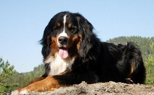 伯恩山犬如何喂养?伯恩山犬怎样训练?