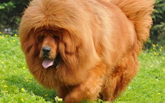 高加索犬是什么品种?高加索犬怎么养?