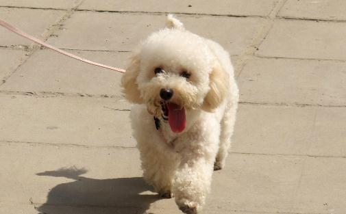 贵妇犬怎么养?贵妇犬好训练吗?