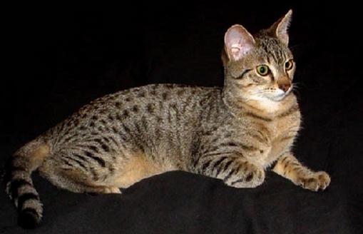 埃及猫怎么养?埃及猫的生活习性