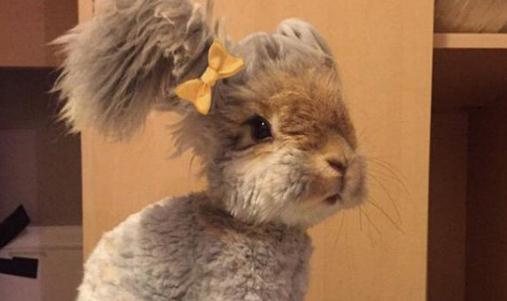 草泥兔是什么?草泥兔怎么养?