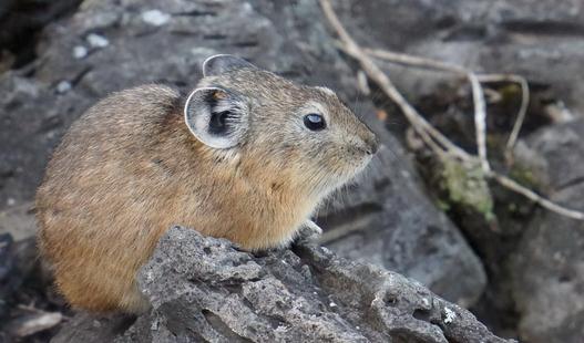 鼠兔产自哪里?鼠兔的外形特征