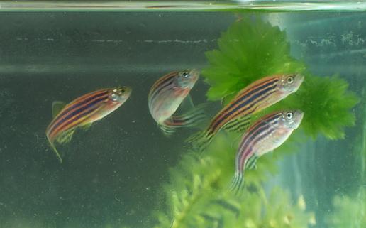 斑马鱼的品种介绍-斑马鱼怎么样?