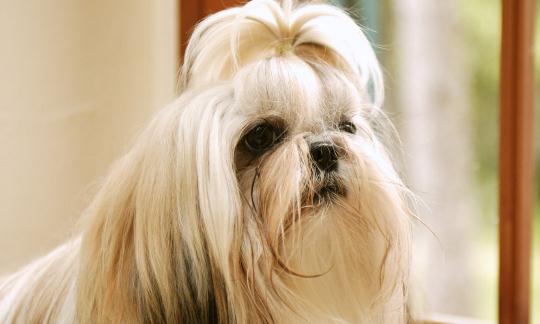 西施犬如何喂养?西施犬多少钱?