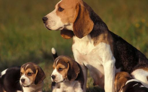比格犬多少钱一只?比格犬如何喂养?