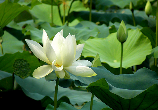 失眠的原因有哪些?失眠试试加白莲煮粥