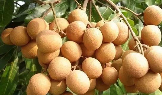 吃龙眼会上火吗?糖尿病患者可以吃龙眼吗?