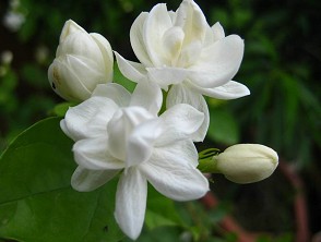 各种花茶的调理偏方大全